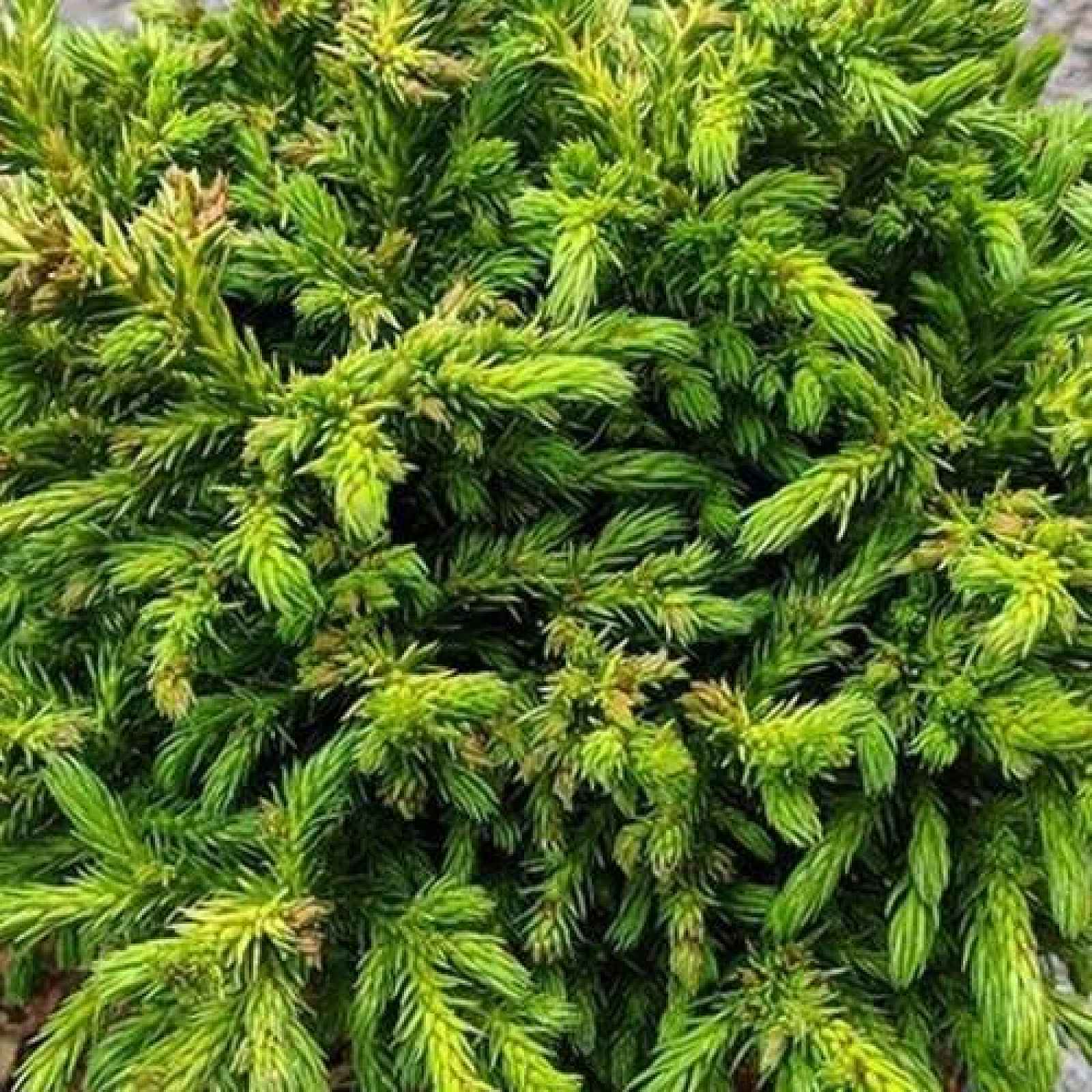 Kryptomérie japonská 'Green Pearl' květináč 2,5 litru, výška 15/20cm, keř