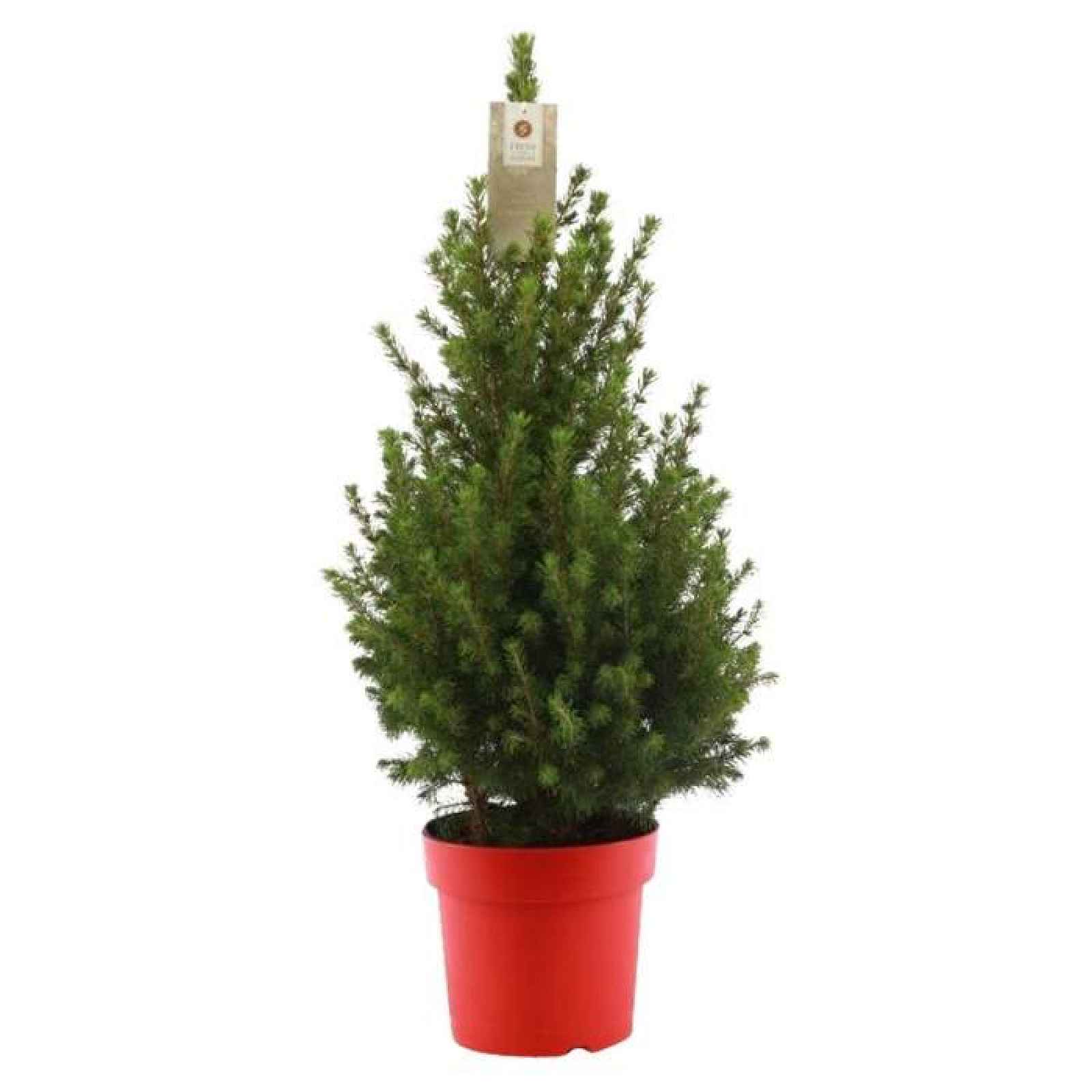 Smrk sivý 'Conica December'