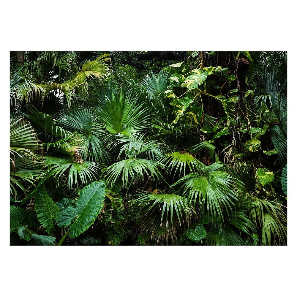 Velkoformátová tapeta Bimago Sunny Jungle, 400 x 280 cm