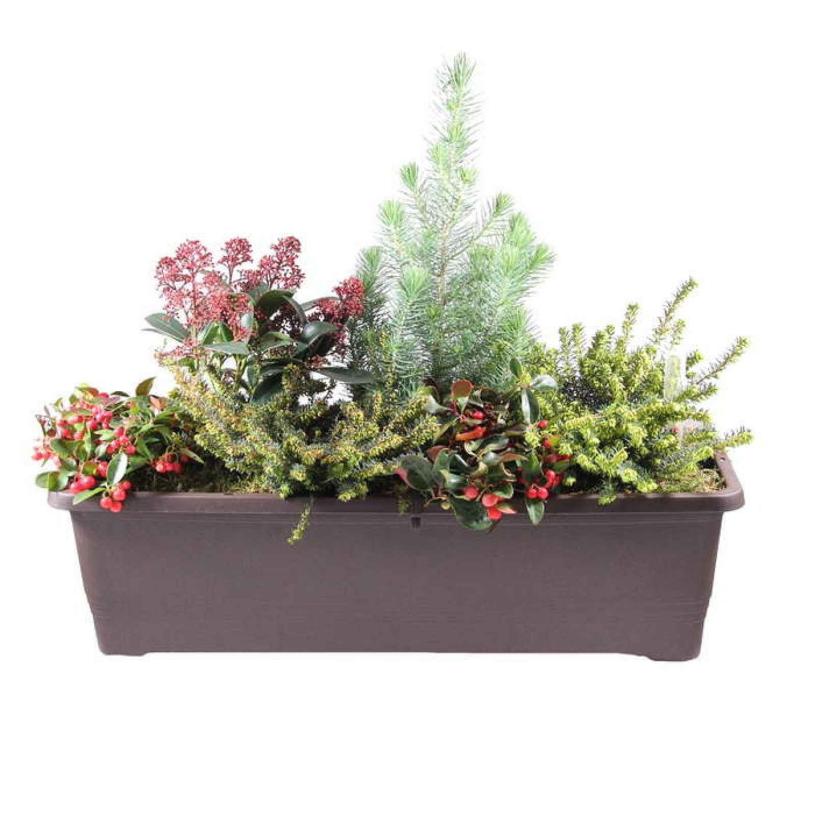 Vánoční truhlík s rostlinami - čokoláda 60cm s osvětlením
