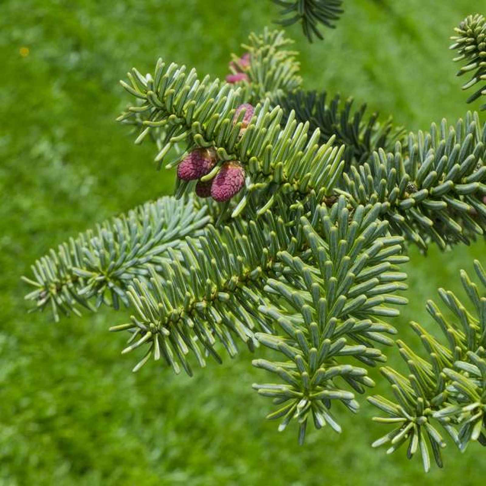 Jedle španělská 'Glauca' květináč 10 litrů, výška 40/50cm, stromek