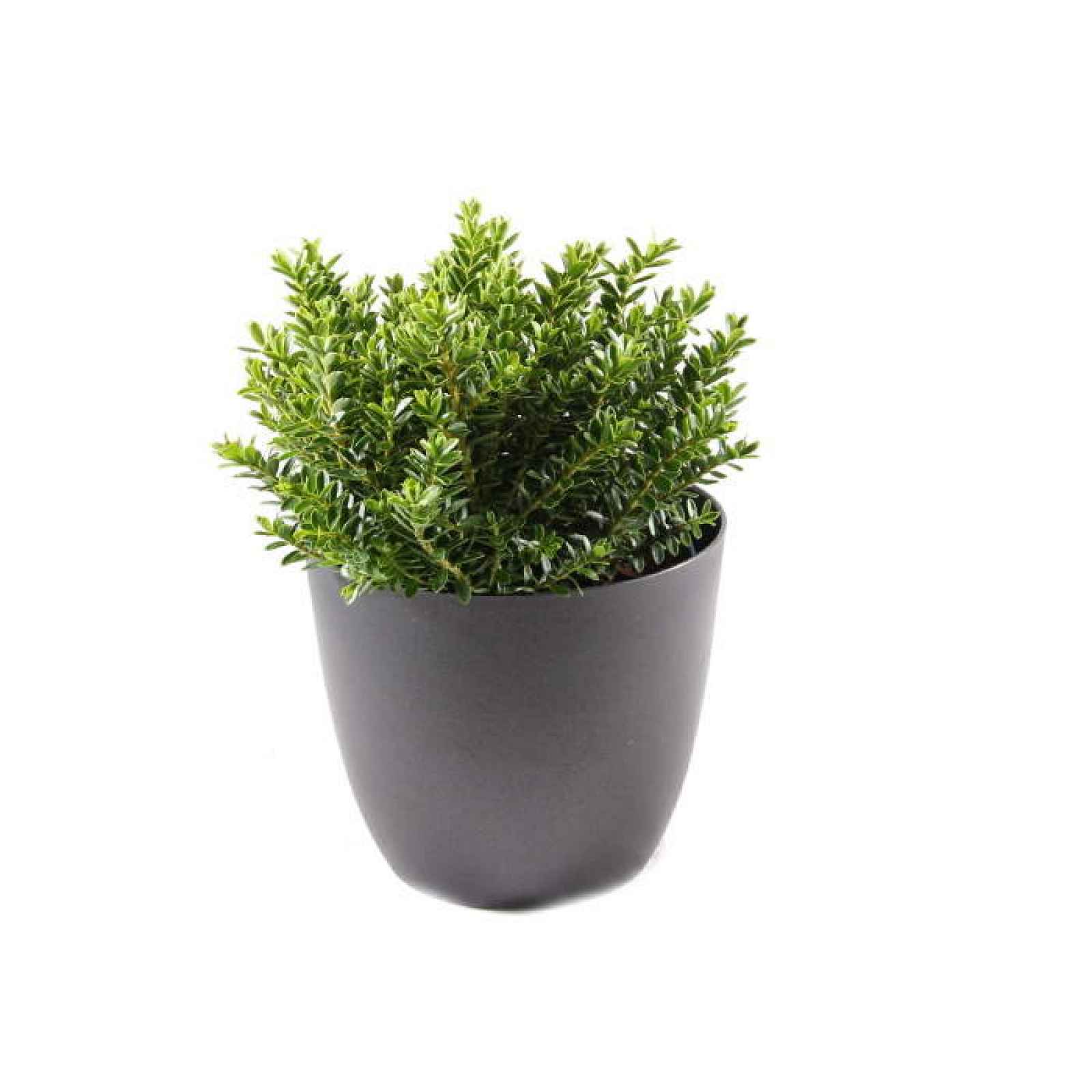 Hebe 'Green Boys' květináč 12cm