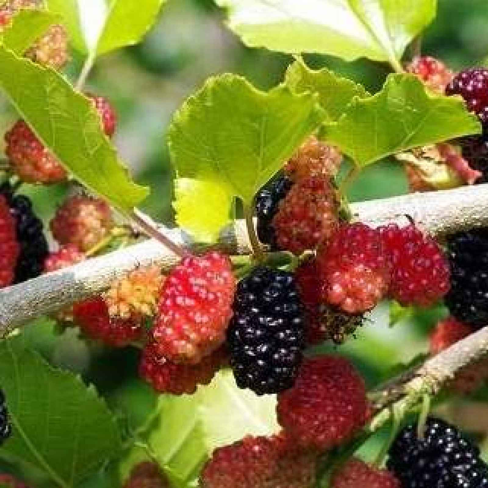 Moruše 'Mojo Berry' květináč 2 litry, výška 40/60cm, keř