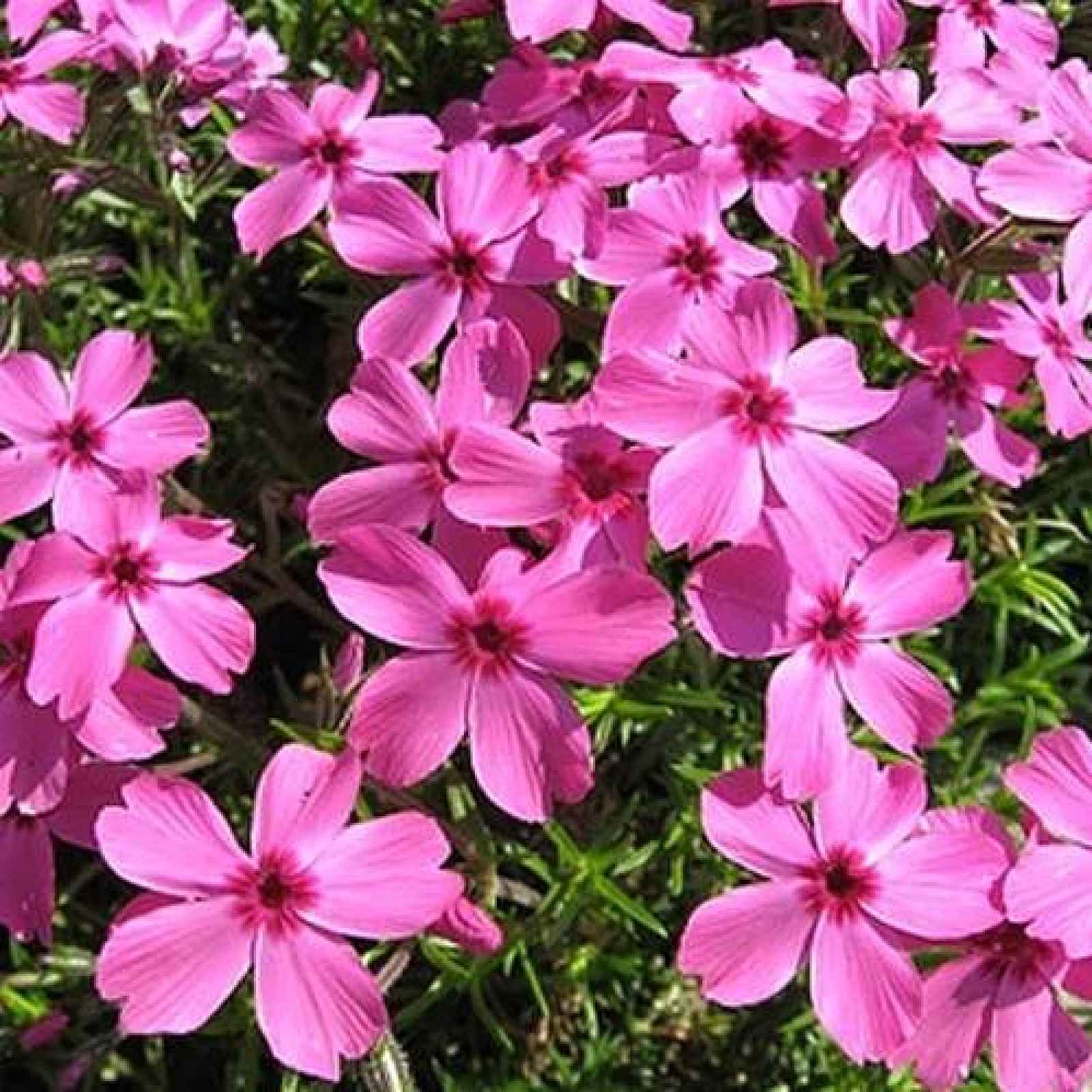 Plamenka šídlolistá 'Drummond Pink' 9cm