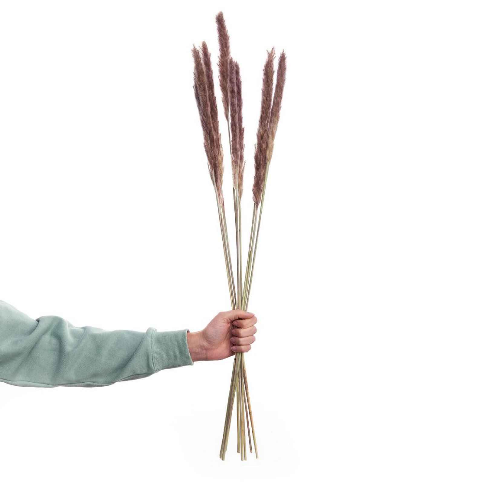 Butlers FLOWER MARKET Pampas tráva sušená 70 cm - přírodní