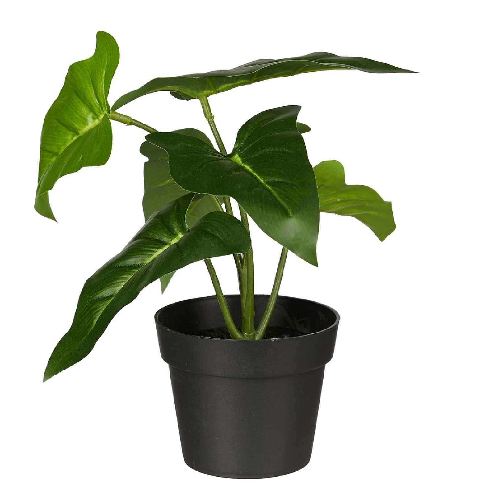 Butlers FLORISTA Filodendron v květináči 20 cm