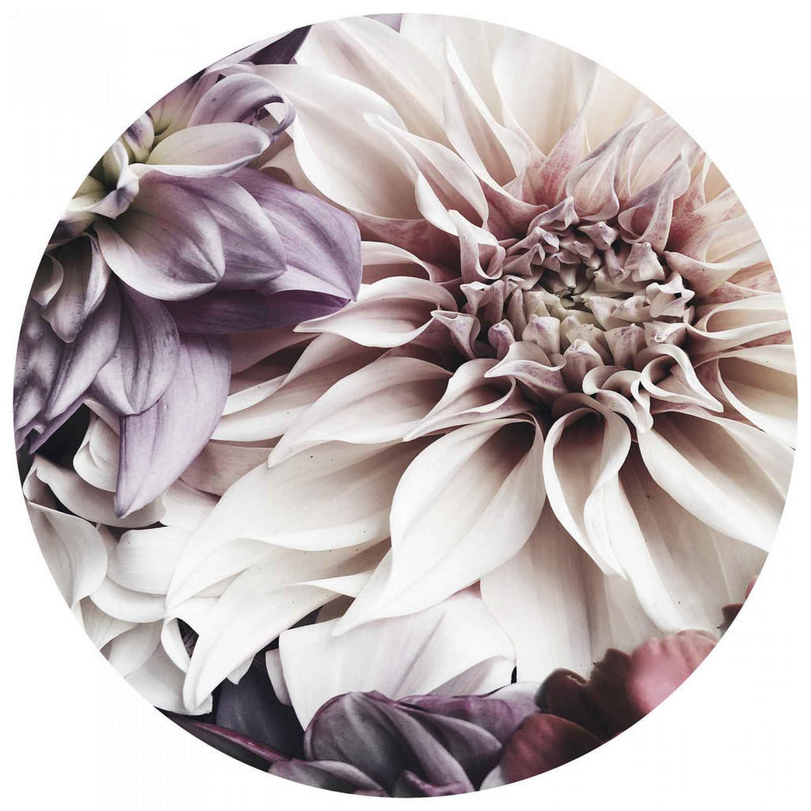 XXXLutz OBRAZ NA SKLE, květiny, 70 cm Monee - Skleněné obrazy - 0050900182