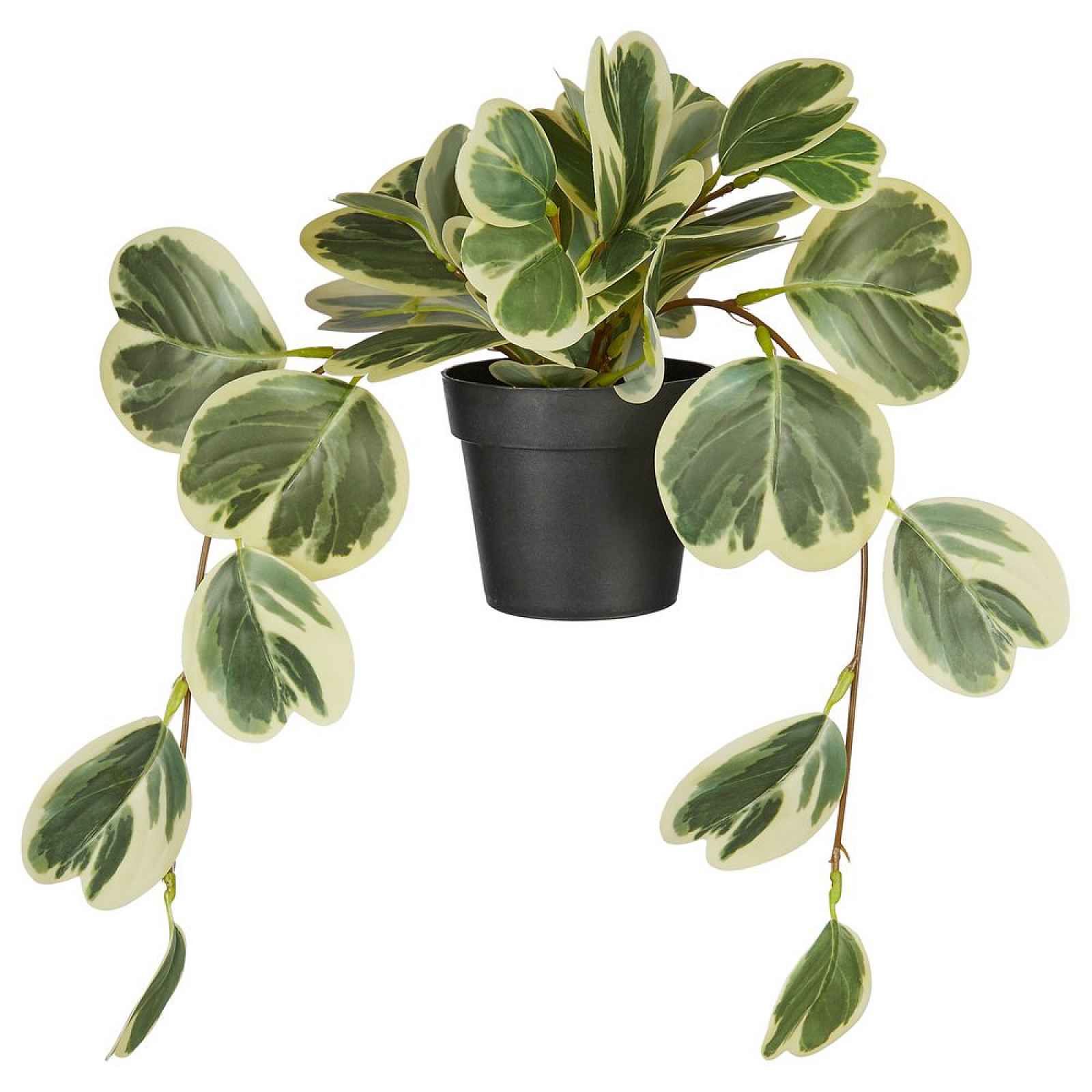 Butlers FLORISTA Peperomia v květináči 40 cm