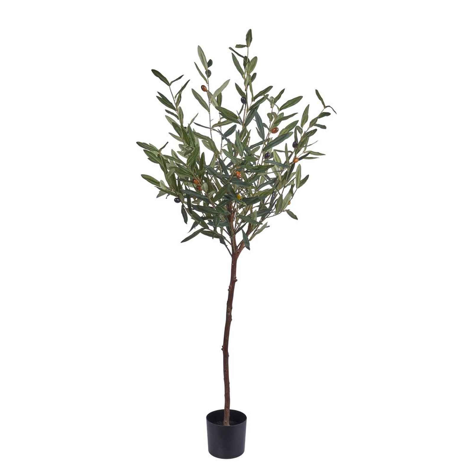 Butlers FLORISTA Olivovník v květináči 120 cm