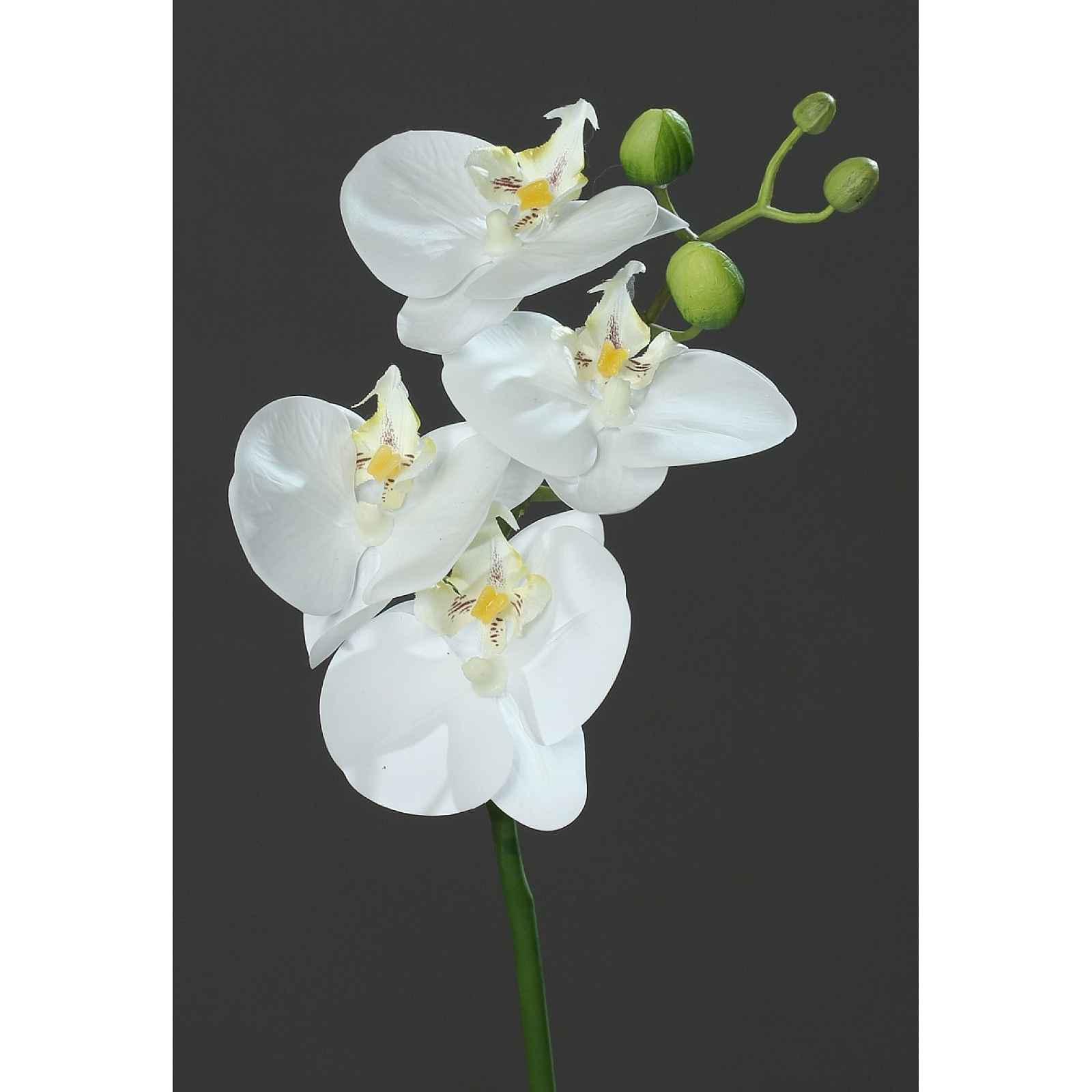 Umělá květina Naturel Orchidej, krémová