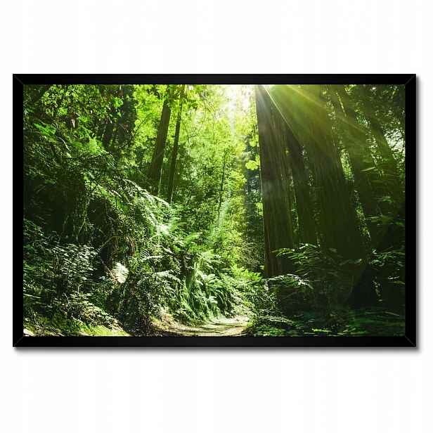 Plakáty v rámu 60x40 Kouzelný les Krajina