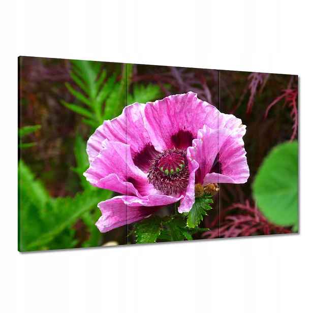 Obrazy 120x80 Fialový květ