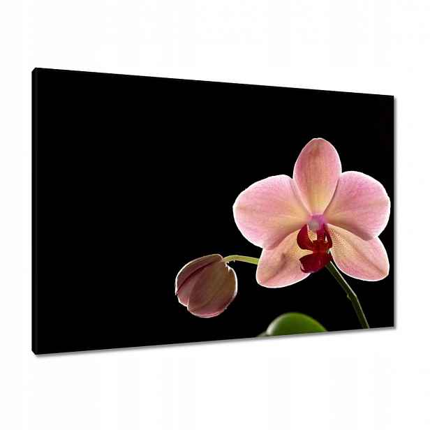 Obrazy 100x70 Orchidej Phalaenopsis