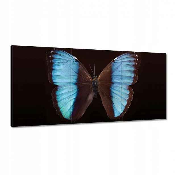 Obrazy 120x60 Modrý motýl