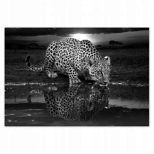Fototapety 152x104 Na Zeď Gepard Tygr Salon