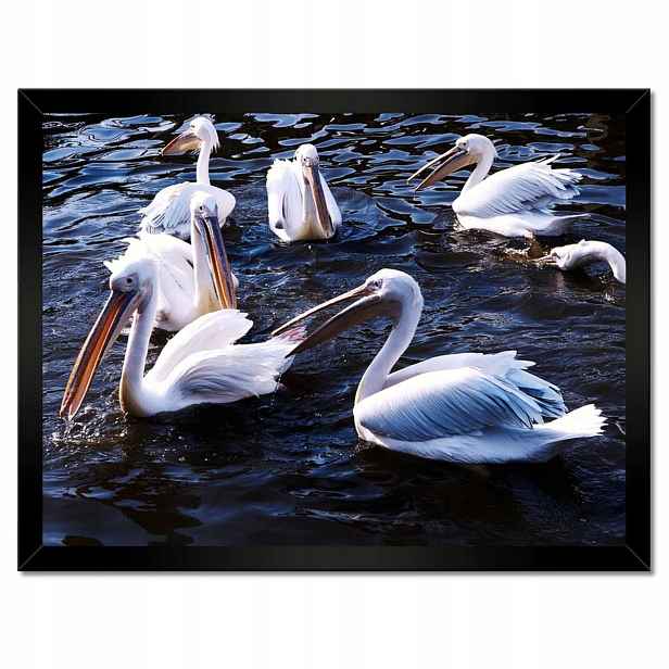 Plakáty v rámu 40x30 Vodní ptáci