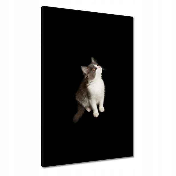Obrazy 60x90 Roztomilé malé šedé kotě