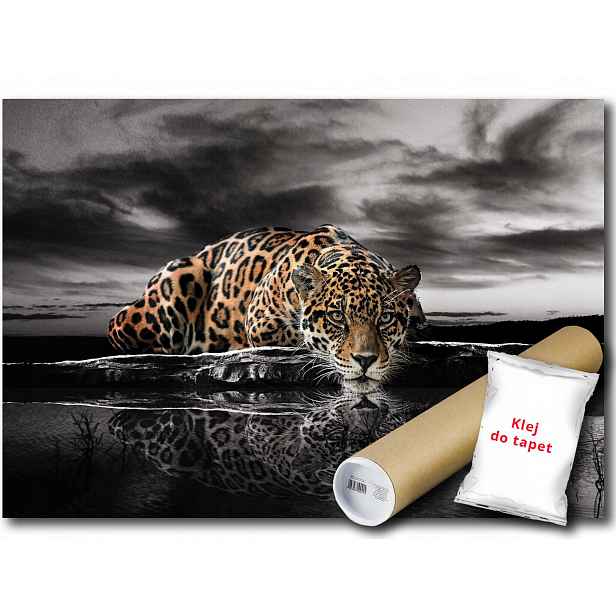 Vinylová Fototapeta Leopard Kočka 368x254