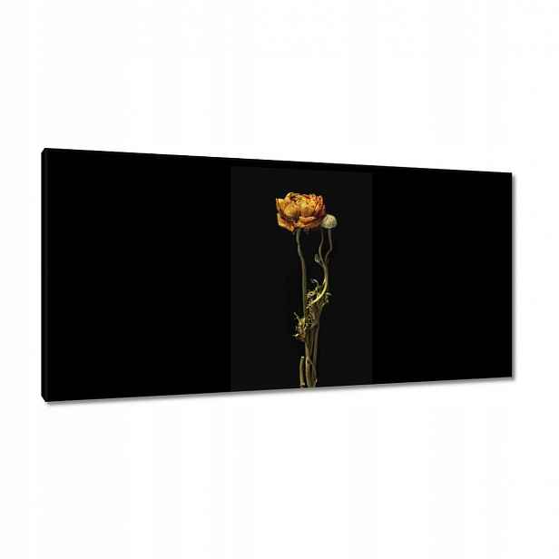 Obrazy 115x55 Sušený červený mák