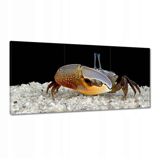 Obrazy 180x90 Žluté housle kraba