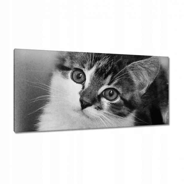 Obrazy 115x55 Kočička