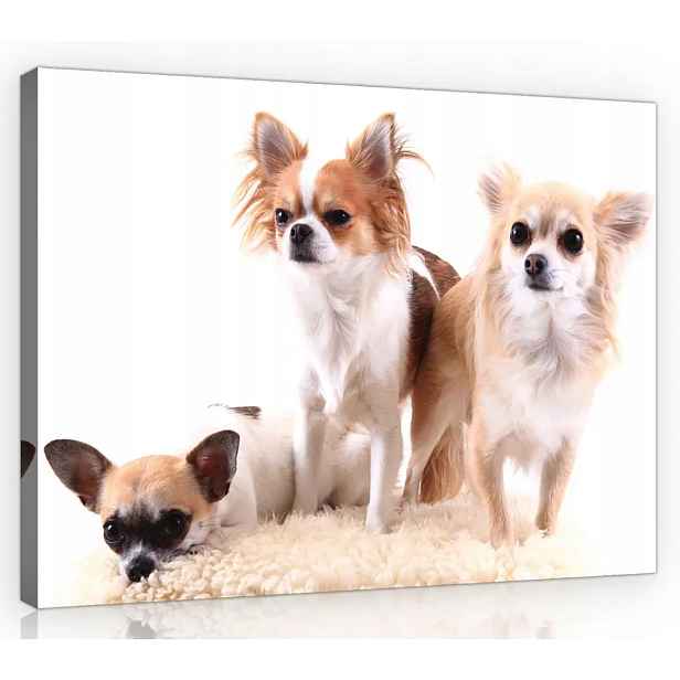 Obraz Na Plátně Plátno 80x60 Pes Psy Chihuahua