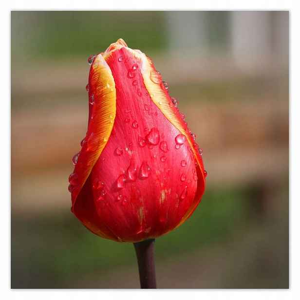 Plakáty 140x140 Červeno-žlutý tulipán
