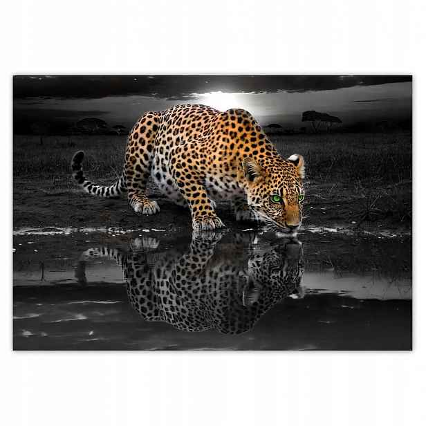 Fototapety 368x254 Na Zeď Gepard Do Ložnice