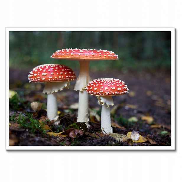 Plakáty v rámu 70x50 Makrofotografie MacroFoto