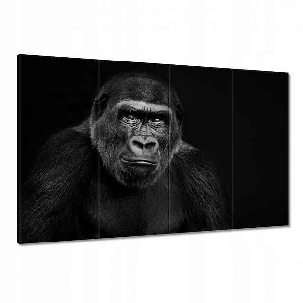 Obrazy 120x80 Černá gorila nížinná