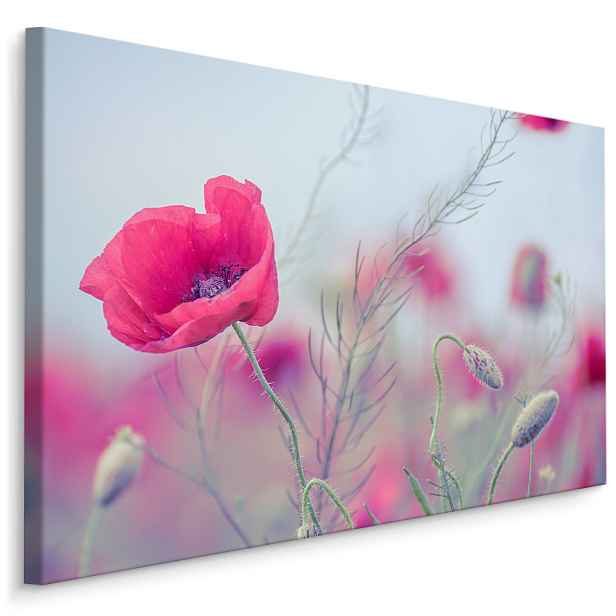 Plátno Jemný Makový květ Varianta: 70x50