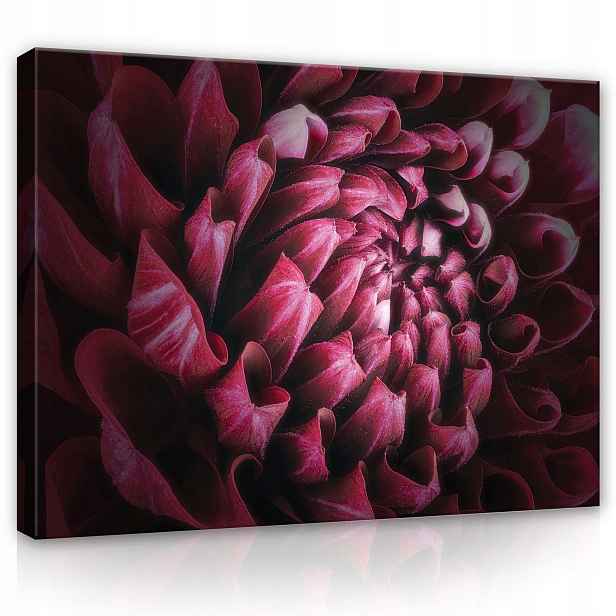 Obraz 80x60 Květ makro okvětní lístky samet bordó světlo stín textura
