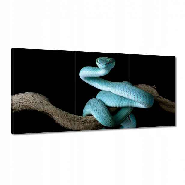 Obrazy 180x90 Modrý viper snake