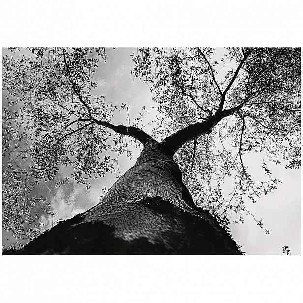 Wallarena FOTOTAPETA strom 3D efekt vliesová tapeta do obývacího pokoje 300x210