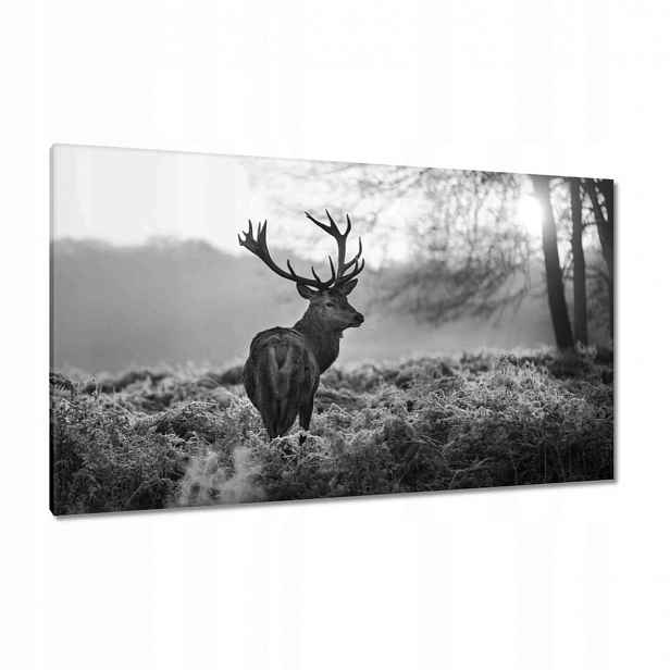 Obrazy 120x70 Černobílý jelen