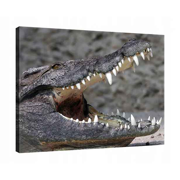 Obraz Na Plátně Canvas 80x60 Krokodýl Aligátor