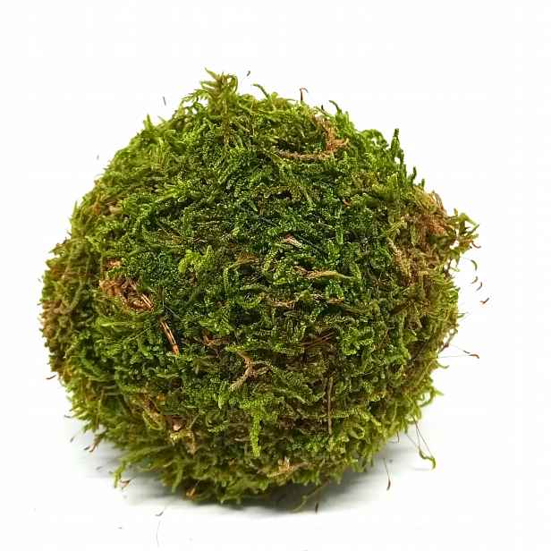 6 x 20 cm velká přírodní dekorační koule z mechu, mechové koule, přírodní mech