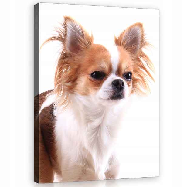 Obraz 60x80 Chihuahua pes portrét domácího zvířete sladké bílé pozadí