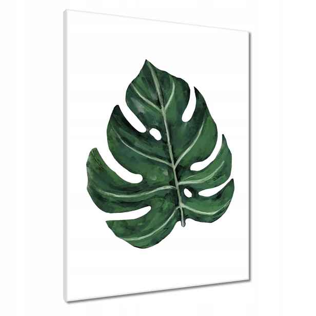 Obrazy 60x80 Monstera Zelený list
