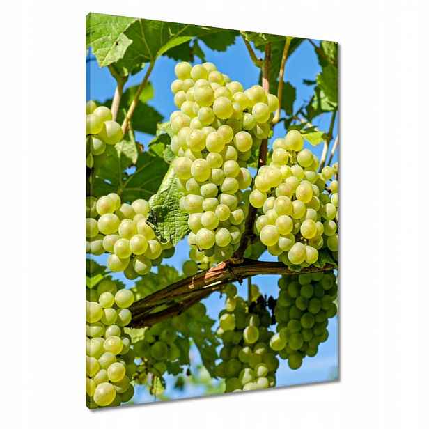 Obrazy 60x80 Zelené hroznové víno