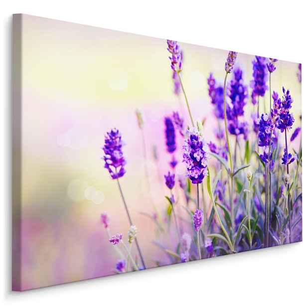 Plátno Jemná Levandule Varianta: 100x70