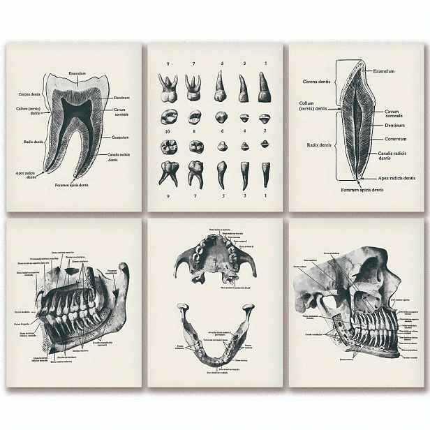 TEMU 2D ploché, 2D ploché, bezrámové 6 ks vintage plakátů s dentální anatomií, vintage plakáty s dentální anatomií, dekorace do kanceláře, dárek pro