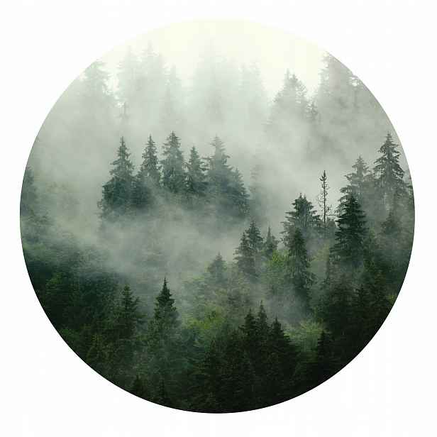 Fototapeta Kulatá za postel Les V Mlze 146x146