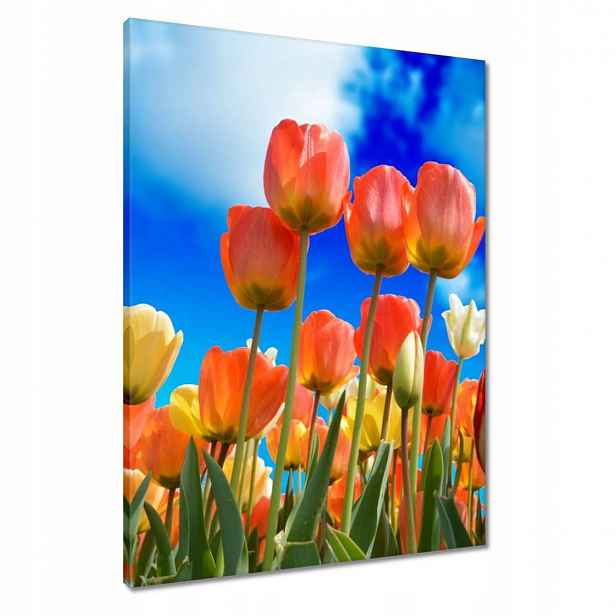 Obrazy 60x80 Barevné tulipány Květiny