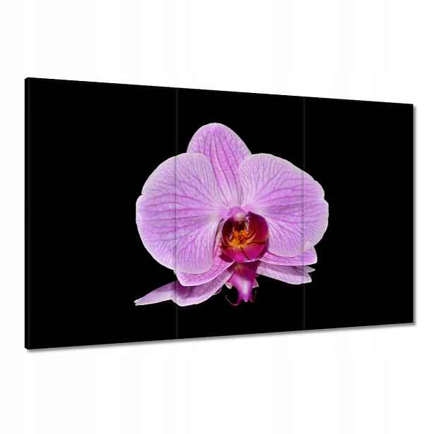 Obrazy 120x80 Fialový orchidej