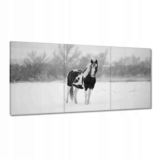 Obrazy 120x60 Kůň Černobílé plakáty