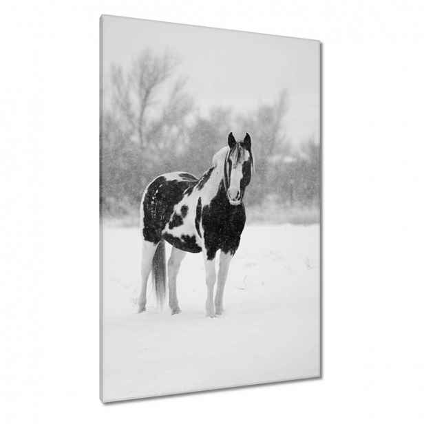 Obrazy 80x120 Kůň Černobílé plakáty