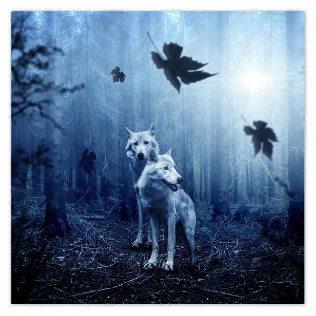 Plakáty 140x140 Vlk vlci Wolf