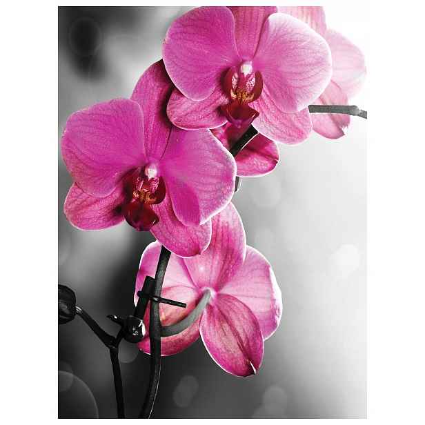 Fototapeta Růžové orchideje vinylová 184x254 jemnost a půvab lepidlo