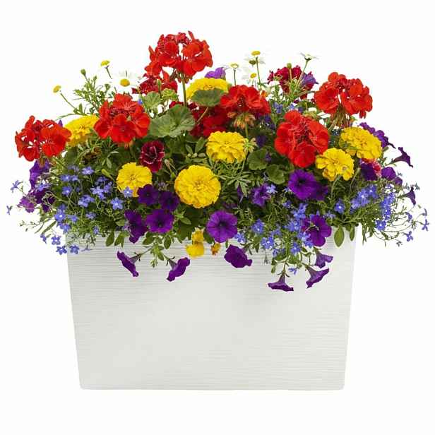 HowHomely Plastový květináč Bloom Riflo 36,2x56,1 cm krémový